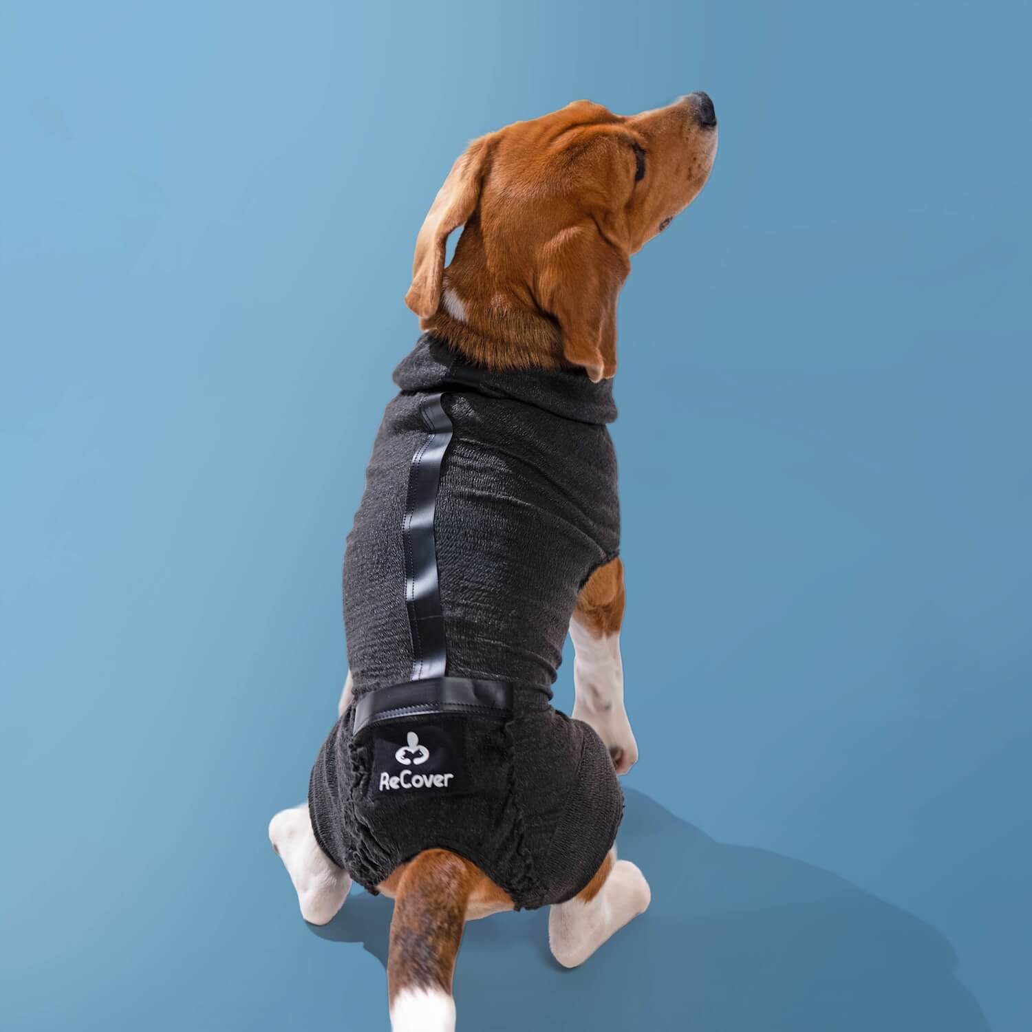 Dog wearing ReCover Pet Care DogCover recovery suit showing full-body coverage