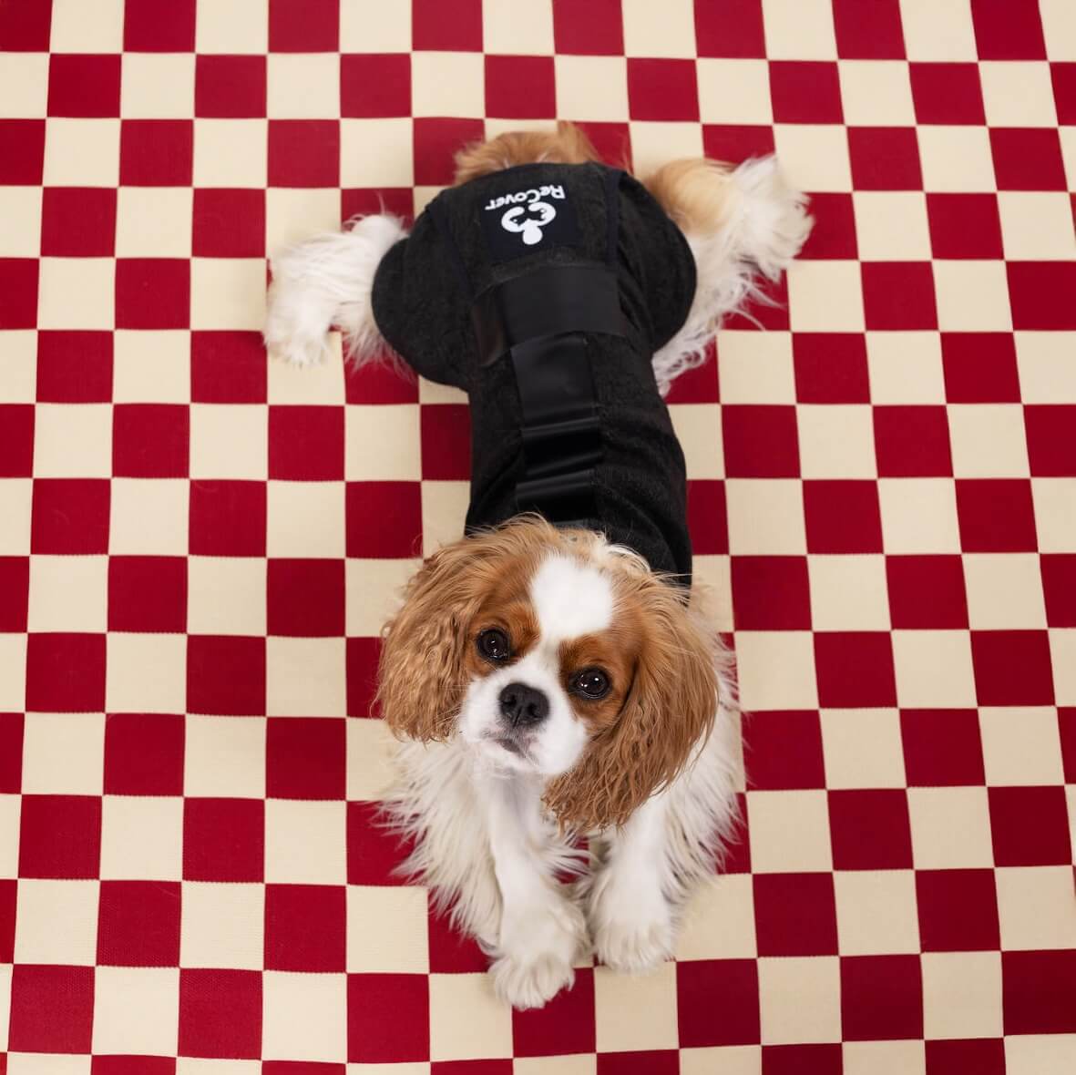 Dog in ReCover Pet Care DogCover surgical recovery suits resting comfortably 