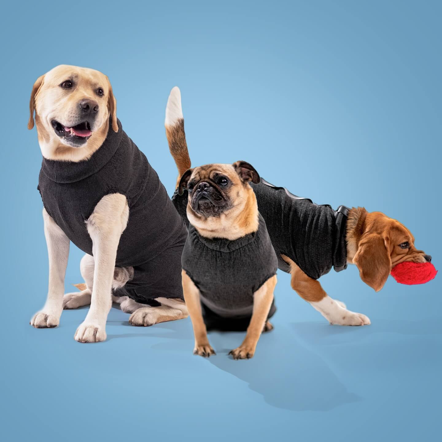 DogCover