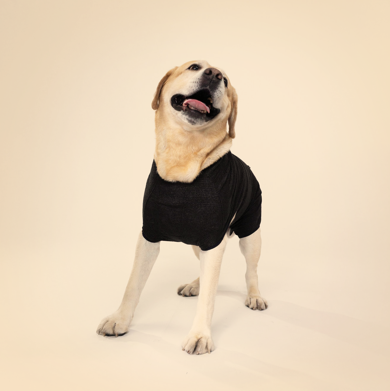 DogCover