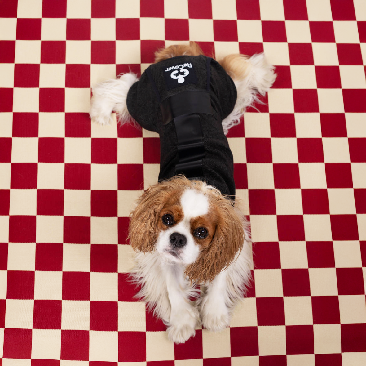 DogCover