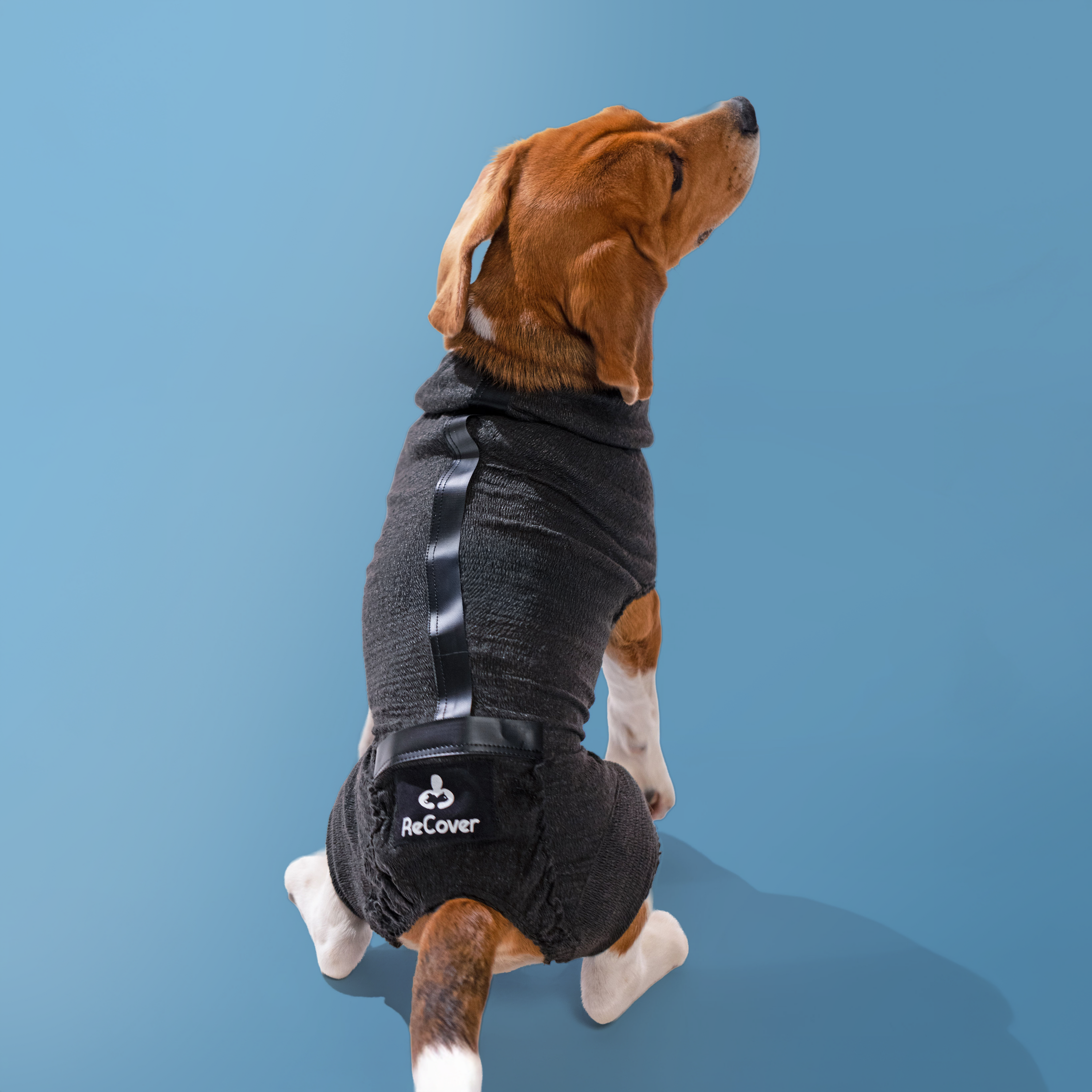 DogCover