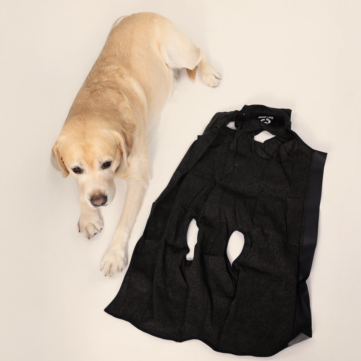 DogCover