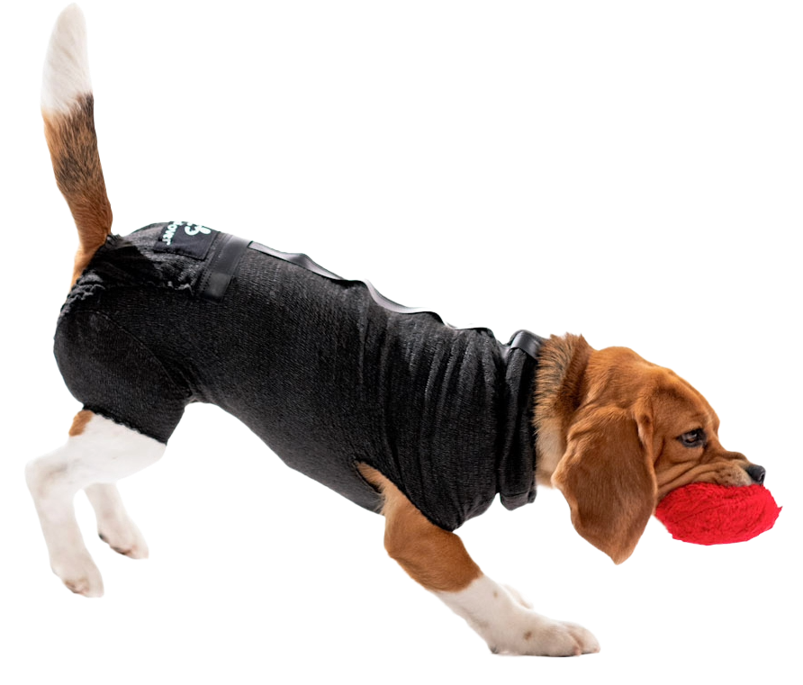 beagle jump isolated